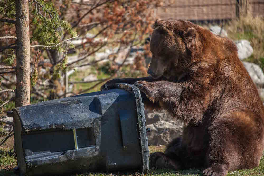 Bear Tough Trash Can with Wheels - 96 Gallon - ULINE - H-8701