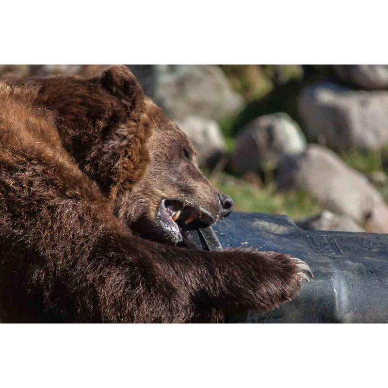 Bear Tough Carts (Bear Resistant Trash Cans)