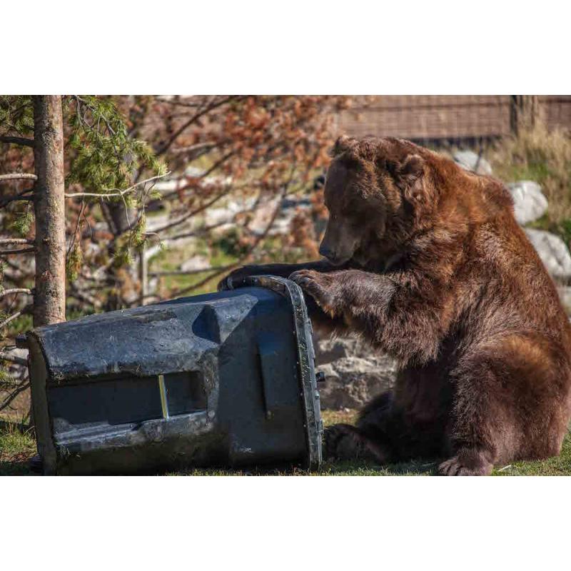 Metal garbage cans are the ultimate bear proof trash enclosures